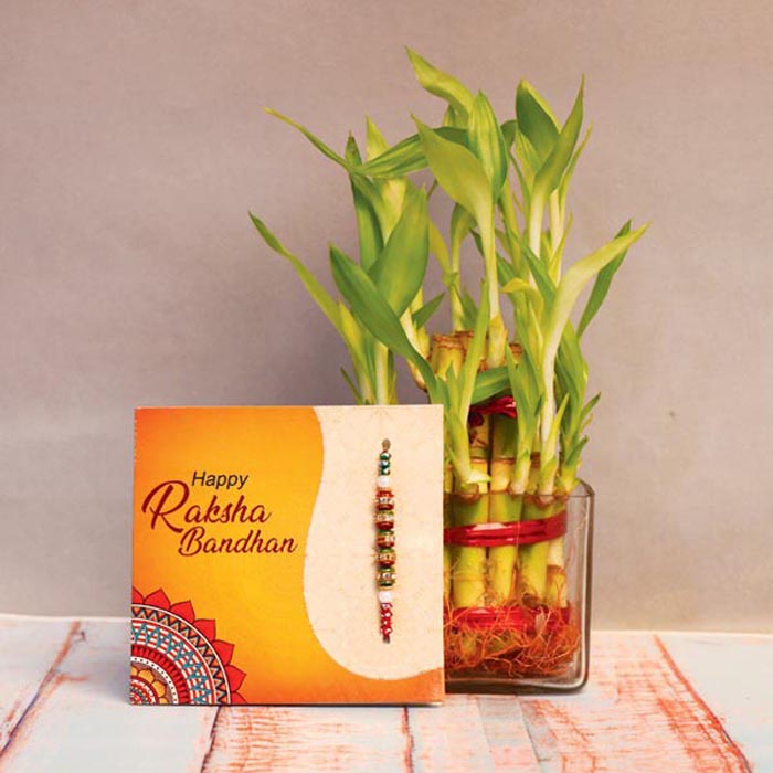 Two layer bamboo with Rakhi Combo